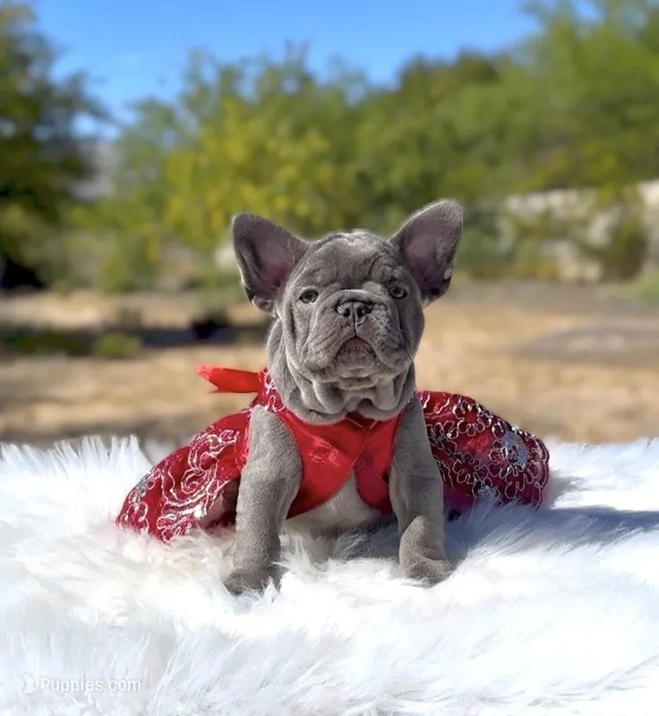 TESSA Lilac solid Bb + Fluffy Ll4 – French Bulldog puppy for sale in Tucson, AZ