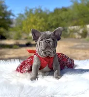 TESSA Lilac solid Bb + Fluffy Ll4, a female French Bulldog for sale in Tucson, AZ – Photo 1 of 6