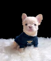 GUSTAV Fluffy Platinum (Lilac tan in cream) 🍒 cherry tan prod. + Bbc , a male French Bulldog for sale in Tucson, AZ – 3 of 3