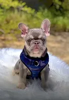 GRAYSON Lilac tan possible Rojo and fluffy carrier small, a male French Bulldog for sale in Tucson, AZ – 2 of 2