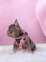 LANA Lilac Tan 🍫 Bb and fluffy carrier small, a female French Bulldog for sale in Tucson, AZ – 2 of 2