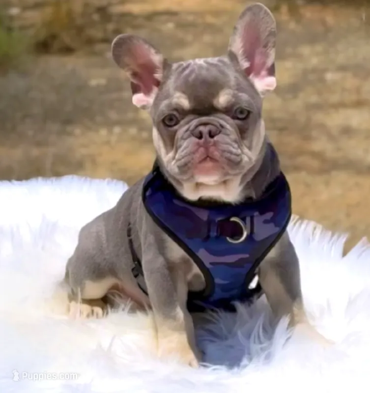 GRAYSON Lilac tan possible Rojo and fluffy carrier small – French Bulldog puppy for sale in Tucson, AZ