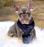 GRAYSON Lilac tan possible Rojo and fluffy carrier small, a male French Bulldog for sale in Tucson, AZ – 1 of 2