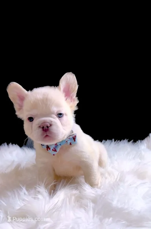 GEORGE Fluffy Platinum ON HOLD – French Bulldog puppy on hold in Tucson, AZ