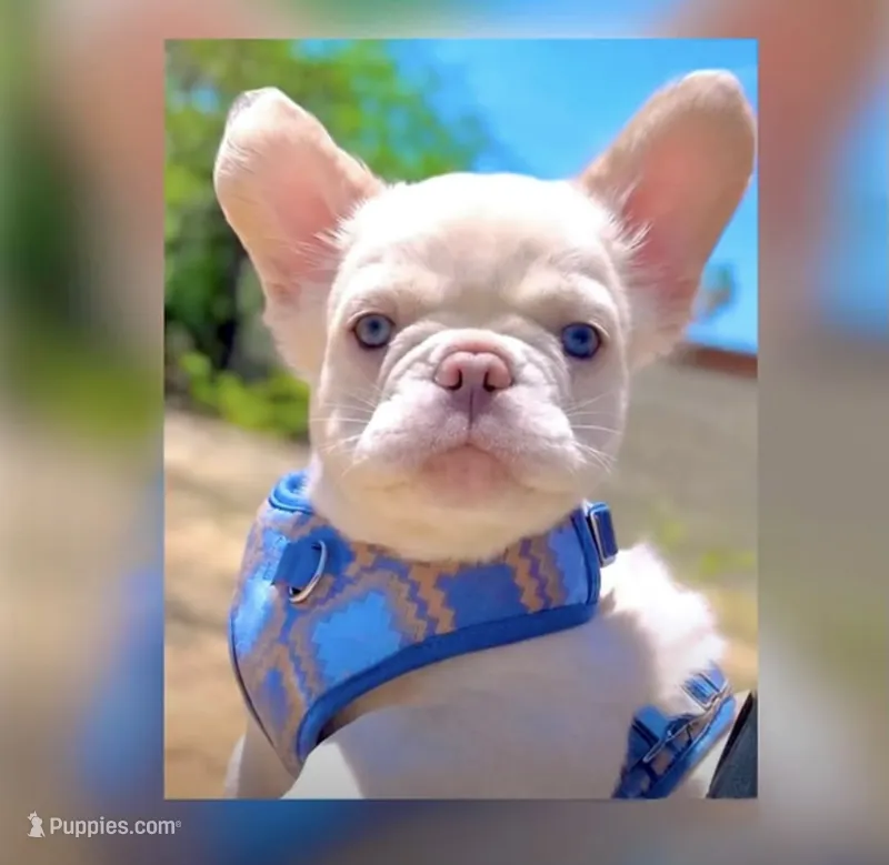 GUSTAV Fluffy Platinum🍒fluffy new shade Isabella tan producer – French Bulldog puppy for sale in Tucson, AZ