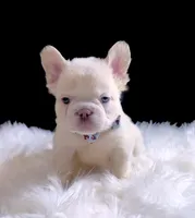 GEORGE Fluffy Platinum ON HOLD, a male French Bulldog for sale in Tucson, AZ – 2 of 3