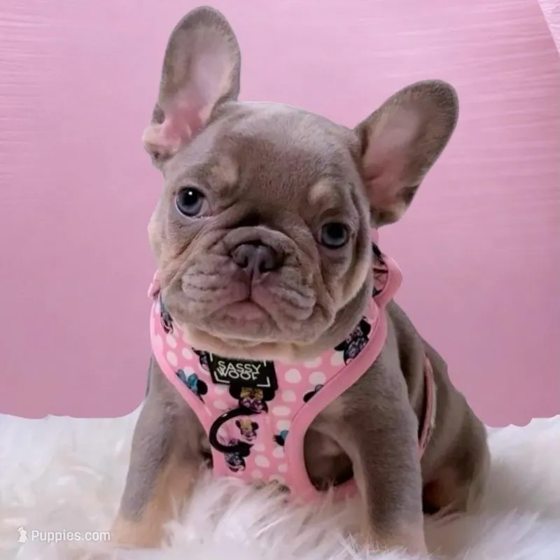 LANA Lilac Tan 🍫 Bb and fluffy carrier small – French Bulldog puppy for sale in Tucson, AZ