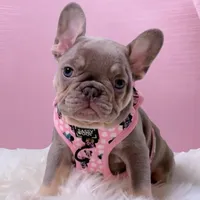 LANA Lilac Tan 🍫 Bb and fluffy carrier small, a female French Bulldog for sale in Tucson, AZ – 1 of 2