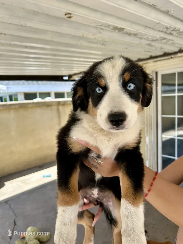 Aussie  – Australian Shepherd puppy for sale in Anaheim, CA