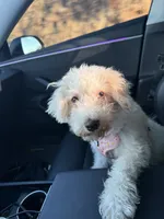 Chloe, a female Maltipoo for sale in Laguna Niguel, CA – 9 of 9