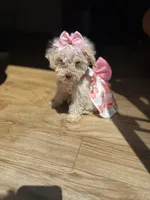 Chloe, a female Maltipoo for sale in Laguna Niguel, CA – 8 of 9