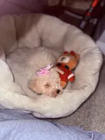 Chloe, a female Maltipoo for sale in Laguna Niguel, CA – 2 of 9