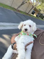 Chloe, a female Maltipoo for sale in Laguna Niguel, CA – 3 of 9