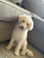 Chloe, a female Maltipoo for sale in Laguna Niguel, CA – 7 of 9