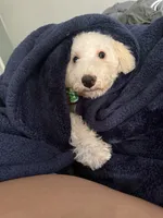 Chloe, a female Maltipoo for sale in Laguna Niguel, CA – 6 of 9
