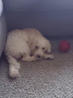 Chloe, a female Maltipoo for sale in Laguna Niguel, CA – 4 of 9