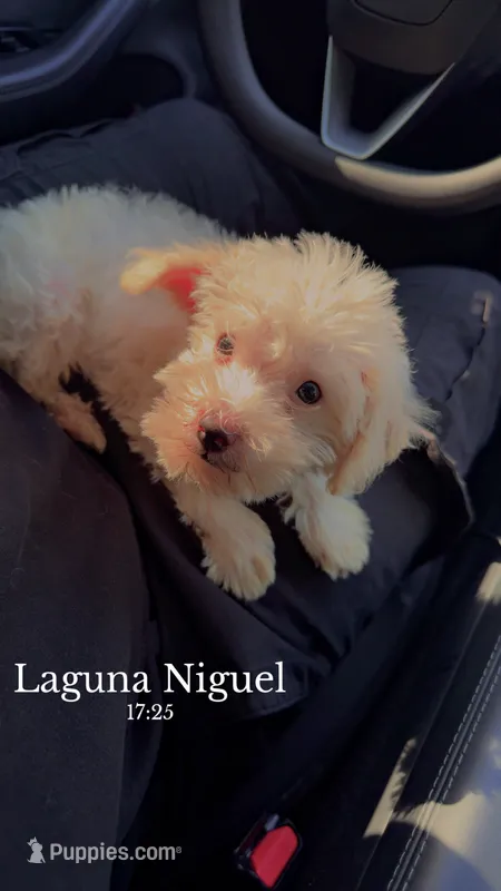 Chloe – Maltipoo puppy for sale in Laguna Niguel, CA