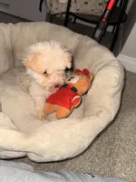 Chloe, a female Maltipoo for sale in Laguna Niguel, CA – 5 of 9
