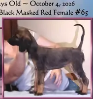 Girl65FirstPick, a female Afghan Hound for sale in Edmonton, KY – 1 of 6