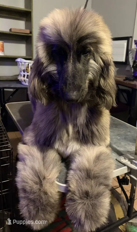 Trooper, a male Afghan Hound for sale in Edmonton, KY – Photo 1 of 5