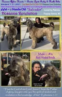 Trooper, a male Afghan Hound for sale in Edmonton, KY – Photo 3 of 5