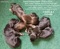 Male2, a male Afghan Hound for sale in Edmonton, KY – 2 of 4