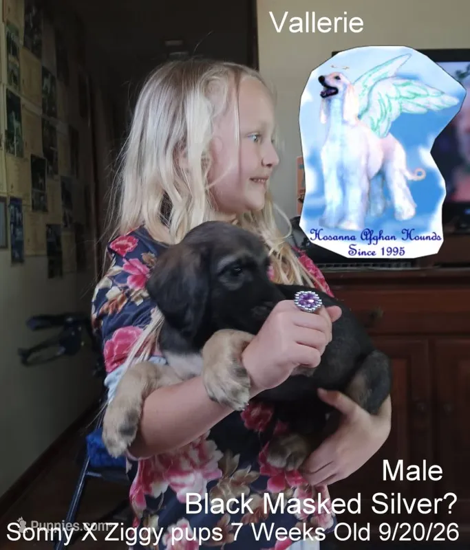BlackMaskedSilver – Afghan Hound puppy for sale in Edmonton, KY