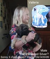 BlackMaskedSilver, a male Afghan Hound for sale in Edmonton, KY – 1 of 5