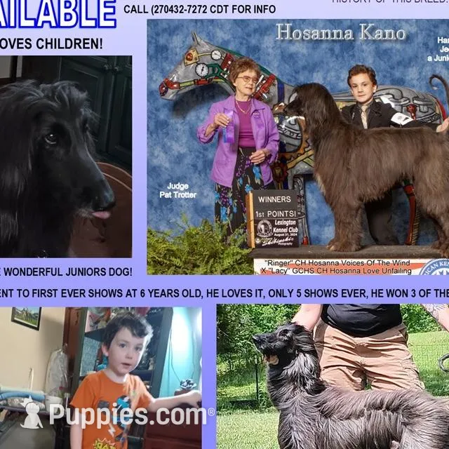 Trooper, a male Afghan Hound for sale in Edmonton, KY – Photo 5 of 6