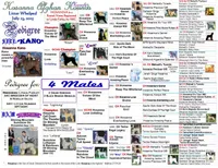 Trooper, a male Afghan Hound for sale in Edmonton, KY – Photo 4 of 6