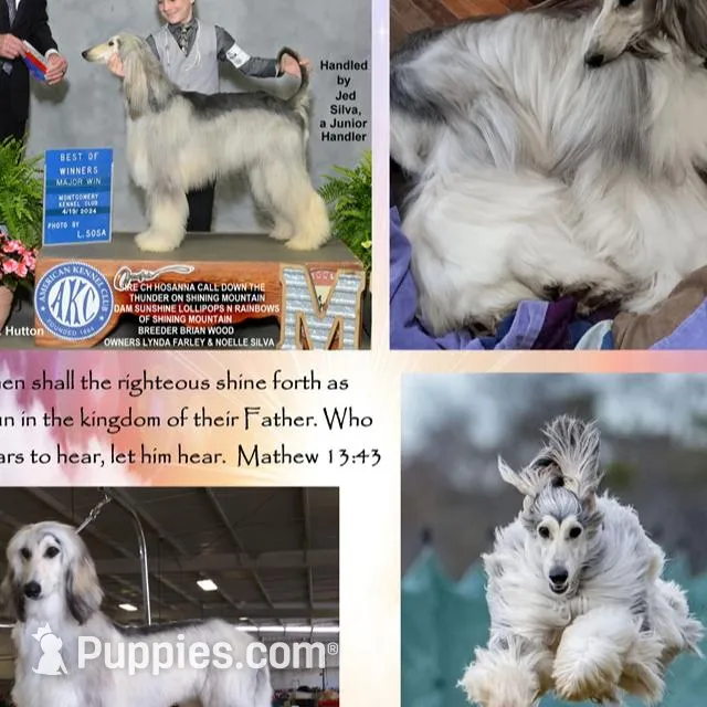 Trooper, a male Afghan Hound for sale in Edmonton, KY – Photo 6 of 6