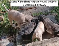 Super, a male Afghan Hound for sale in Edmonton, KY – Photo 10 of 10