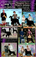 Super, a male Afghan Hound for sale in Edmonton, KY – Photo 9 of 10