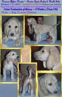 Super, a male Afghan Hound for sale in Edmonton, KY – Photo 5 of 10