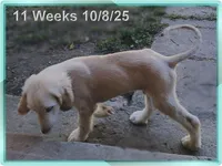 Super, a male Afghan Hound for sale in Edmonton, KY – Photo 4 of 10