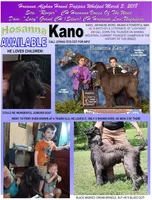 Super, a male Afghan Hound for sale in Edmonton, KY – Photo 6 of 10