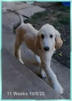 Super, a male Afghan Hound for sale in Edmonton, KY – Photo 2 of 10