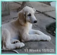 Super, a male Afghan Hound for sale in Edmonton, KY – Photo 3 of 10