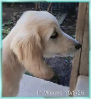 Super, a male Afghan Hound for sale in Edmonton, KY – Photo 1 of 10