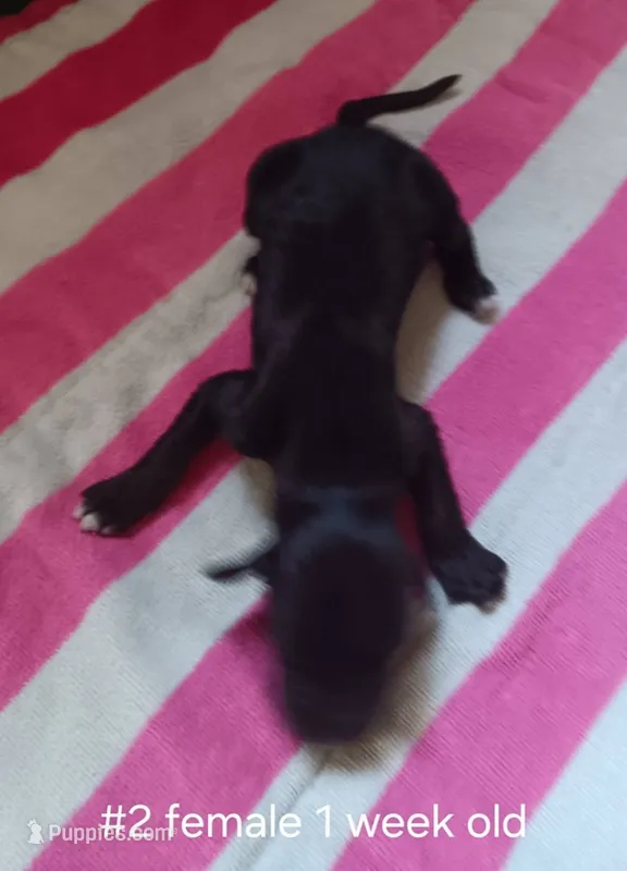 Girl2 – Afghan Hound puppy for sale in Edmonton, KY