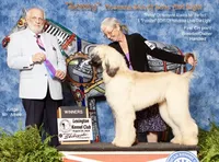 Male2, a male Afghan Hound for sale in Edmonton, KY – 3 of 4