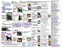 Kano, a male Afghan Hound for sale in Edmonton, KY – Photo 6 of 9