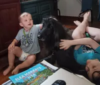 Kano, a male Afghan Hound for sale in Edmonton, KY – Photo 5 of 9