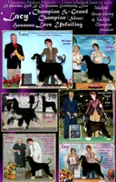 Kano, a male Afghan Hound for sale in Edmonton, KY – Photo 8 of 9