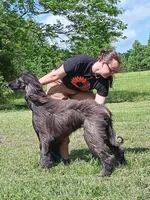 Kano, a male Afghan Hound for sale in Edmonton, KY – Photo 2 of 9