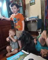 Kano, a male Afghan Hound for sale in Edmonton, KY – Photo 4 of 9