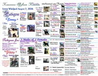 BlackMaskedRedM1, a male Afghan Hound for sale in Edmonton, KY – 5 of 5