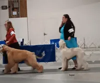 Super, a male Afghan Hound for sale in Edmonton, KY – Photo 7 of 7