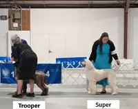 Super, a male Afghan Hound for sale in Edmonton, KY – Photo 6 of 7