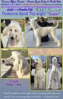 Super, a male Afghan Hound for sale in Edmonton, KY – Photo 1 of 4